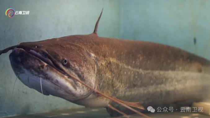 2015年,云博成功繁育出第一种澜沧江土著鱼——丝尾鳠,实现了土著鱼