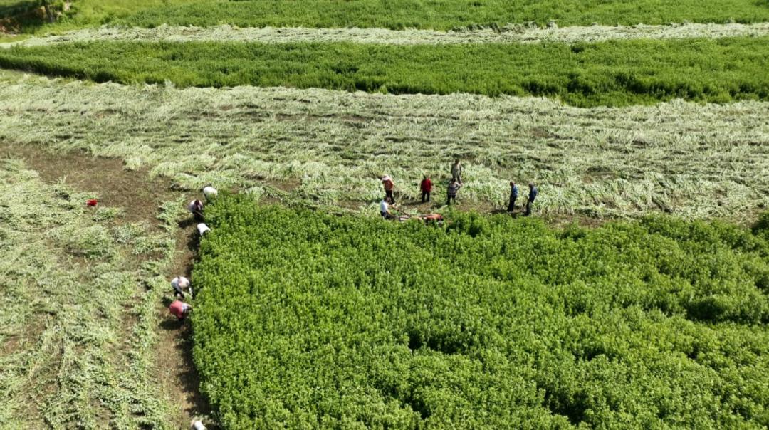 上任后,他明确"产业兴旺带动乡村振兴"的发展思路,以艾草种植为抓手