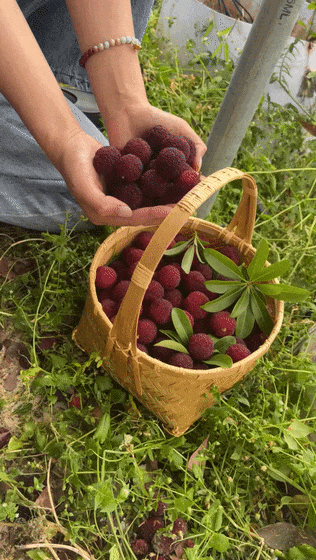 丽水味道:到莲都品尝初夏的甜蜜味道
