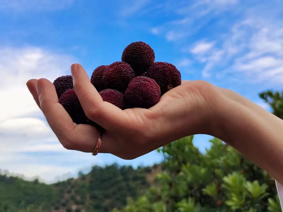 丽水味道:到莲都品尝初夏的甜蜜味道