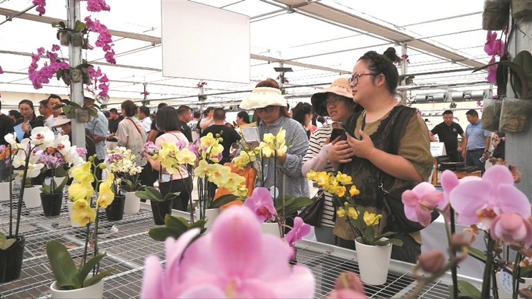 潍坊青州:蝴蝶兰产业走出美丽花路
