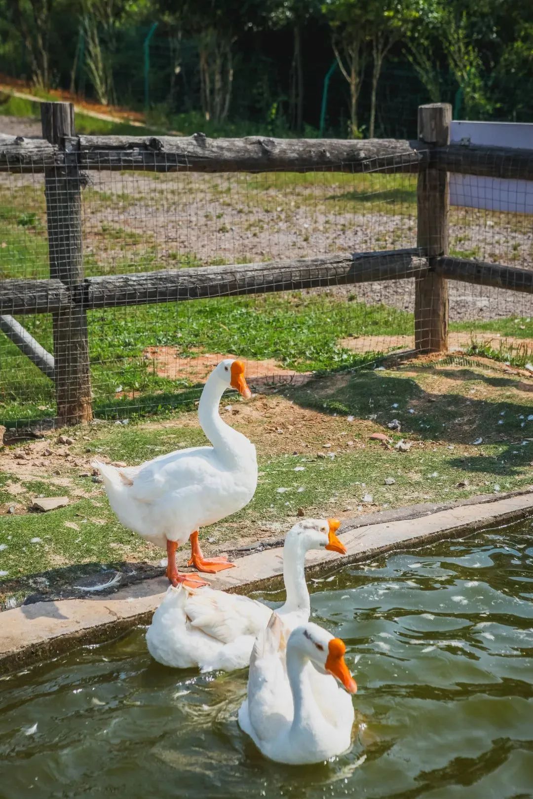 童未来,共"金"彩(八十五)|六一游玩"宝典",请打开!