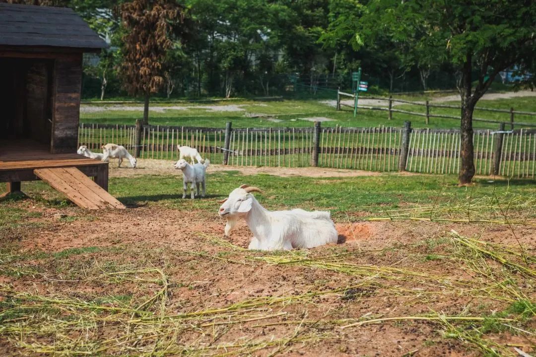 童未来,共"金"彩(八十五)|六一游玩"宝典",请打开!