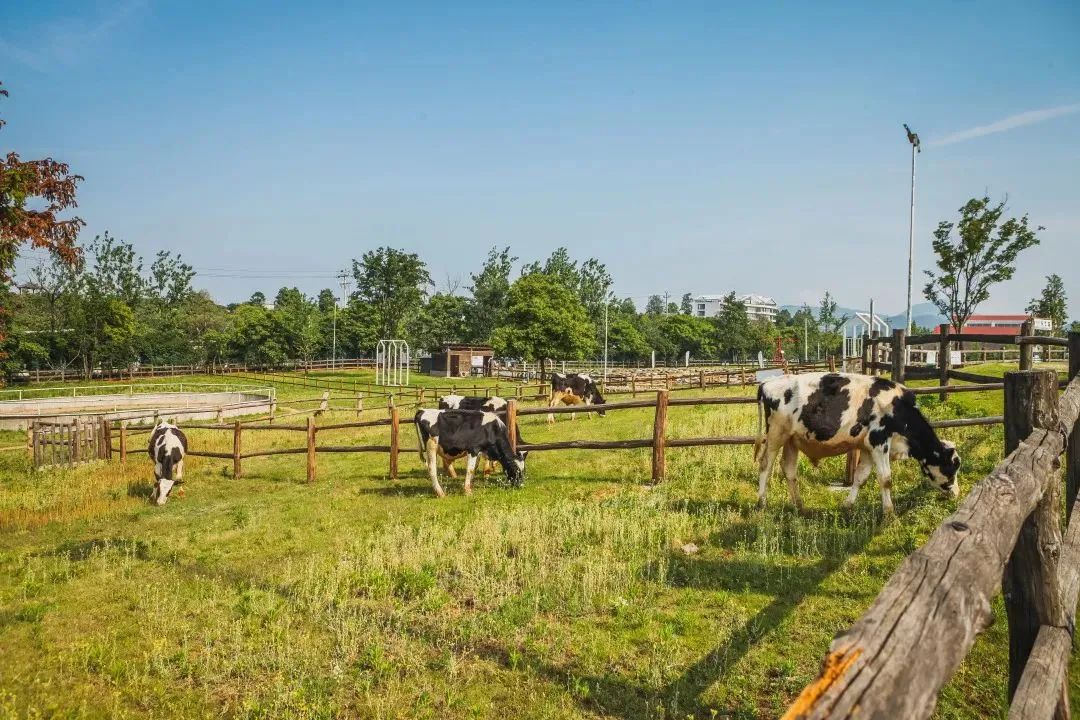 童未来,共"金"彩(八十五)|六一游玩"宝典",请打开!