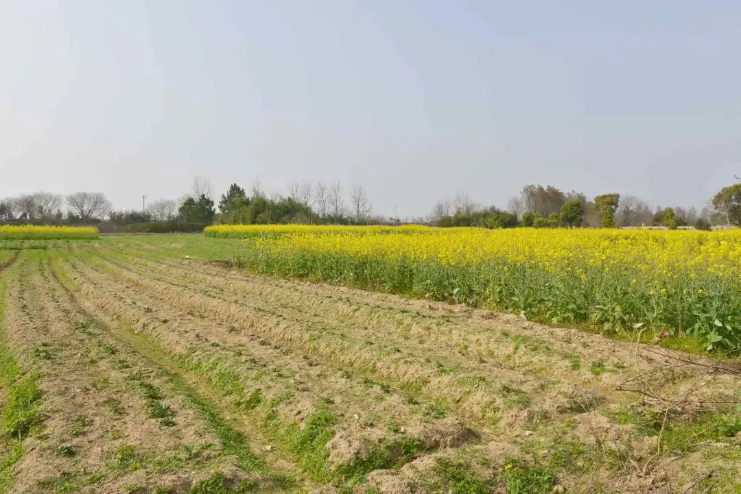 童未来,共"金"彩(八十五)|六一游玩"宝典",请打开!