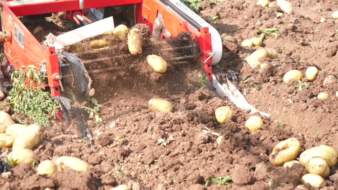 乡村行 看振兴|好"丰"景!这里的土豆丰收啦!_澎湃号·政务_澎湃新闻-t