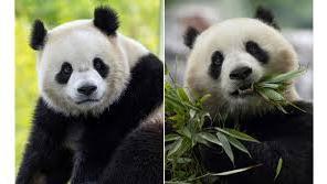 华盛顿动物园喜迎大熊猫“宝力”和“青宝”！边境危机持续发酵，美国或将移民送意大利和希腊｜美加新闻播报