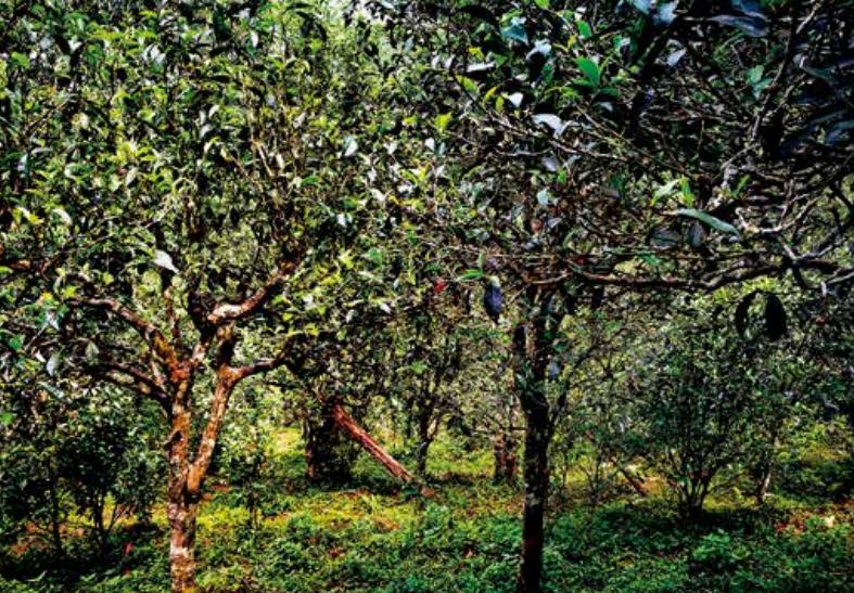 【茶香西双版纳】普茶名山:倚邦茶山