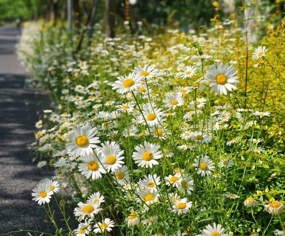 夏日限定:大滨菊花海正处盛花期!速来这些点位观赏
