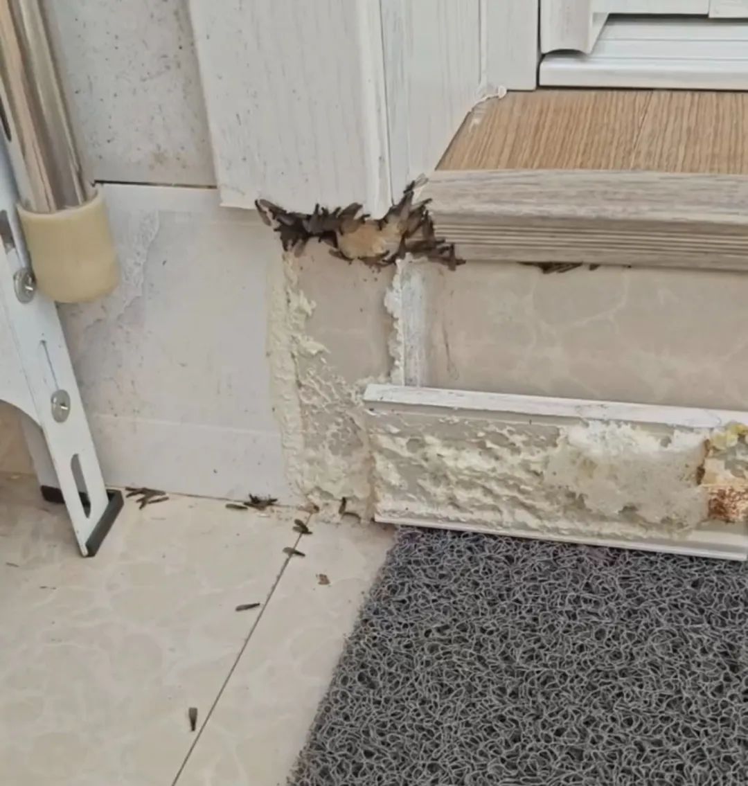 家中白蚁肆虐,如何才能不被白蚁"支配"?