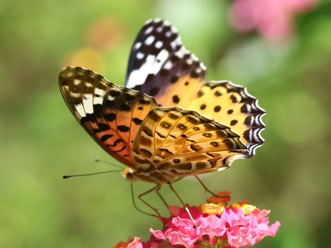 东亚福豹蛱蝶图片