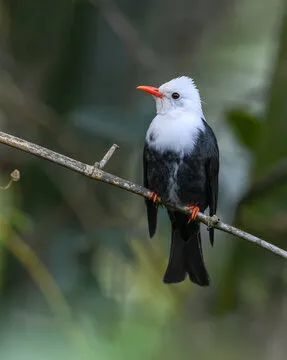 黑短脚鹎赤红山椒鸟为山椒鸟科山椒鸟属的鸟类,雄鸟整个头,颈,背,肩和