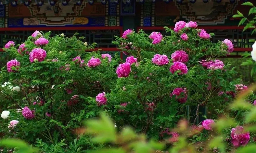 历史深处那些不为人熟知的紫斑牡丹故事