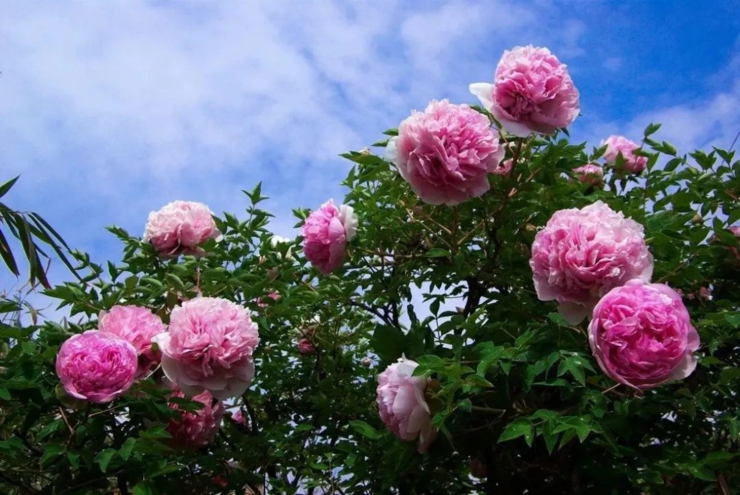 据林业专家调查,在临洮县从卧龙寺一直往南到紫松山,再到南屏山