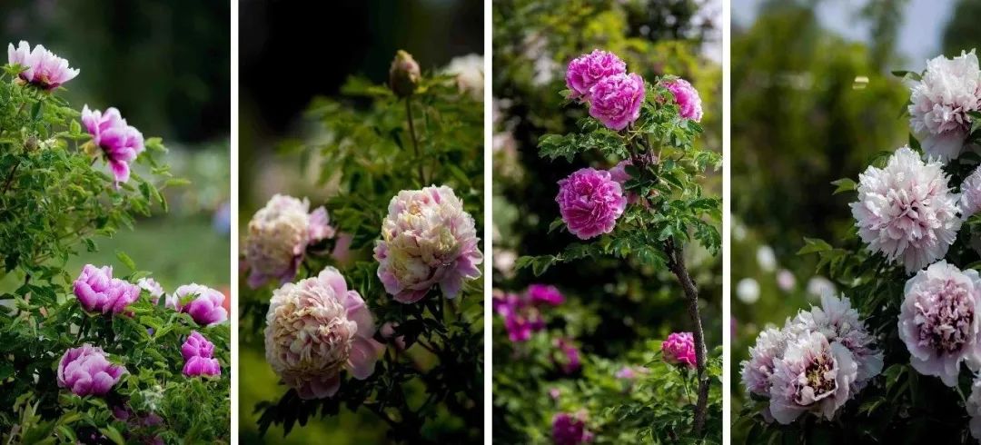 唐代时,观赏,栽植牡丹在临洮已经很兴盛了.紫斑牡丹是中国最大的