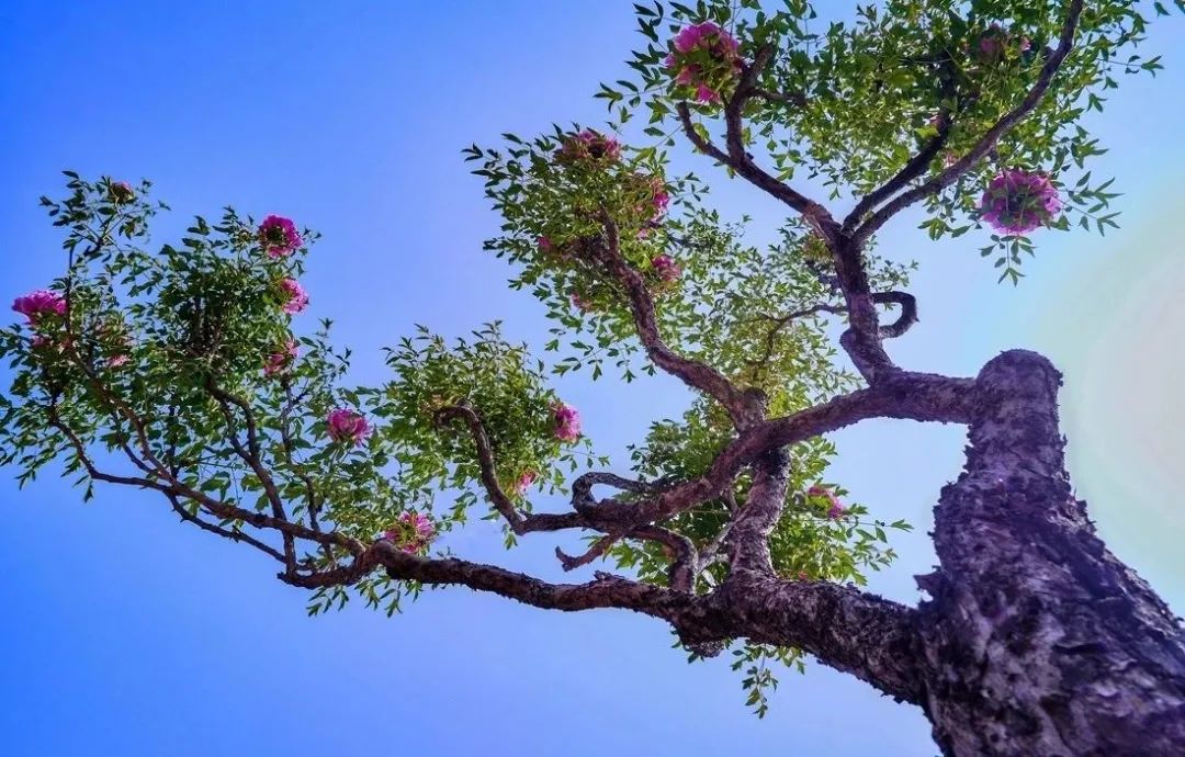 在临洮出土了很多关于牡丹的文物,有唐代的紫斑牡丹纹饰陶罐,牡丹纹饰