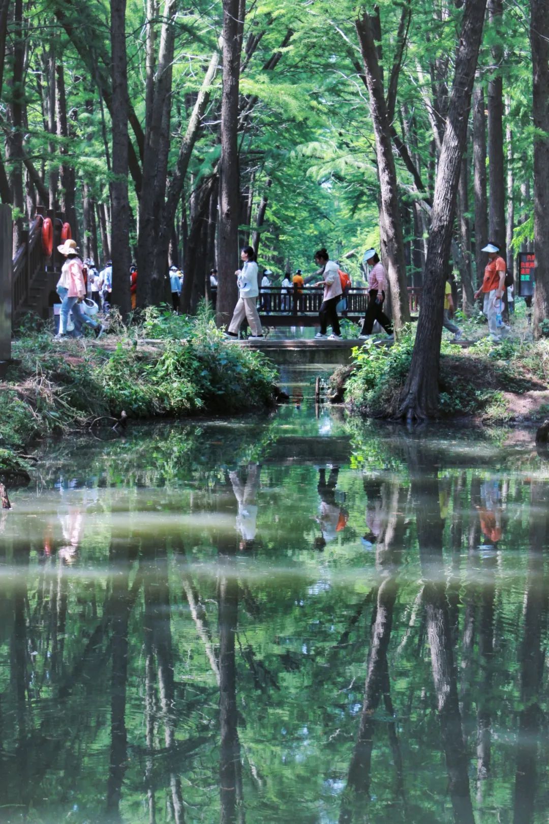 兴化水上森林公园介绍图片