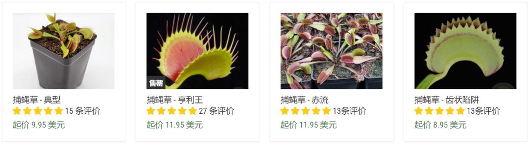 偷猎者能在网上以每株7美元的价格卖掉捕蝇草,他们只需几个小时就能赚