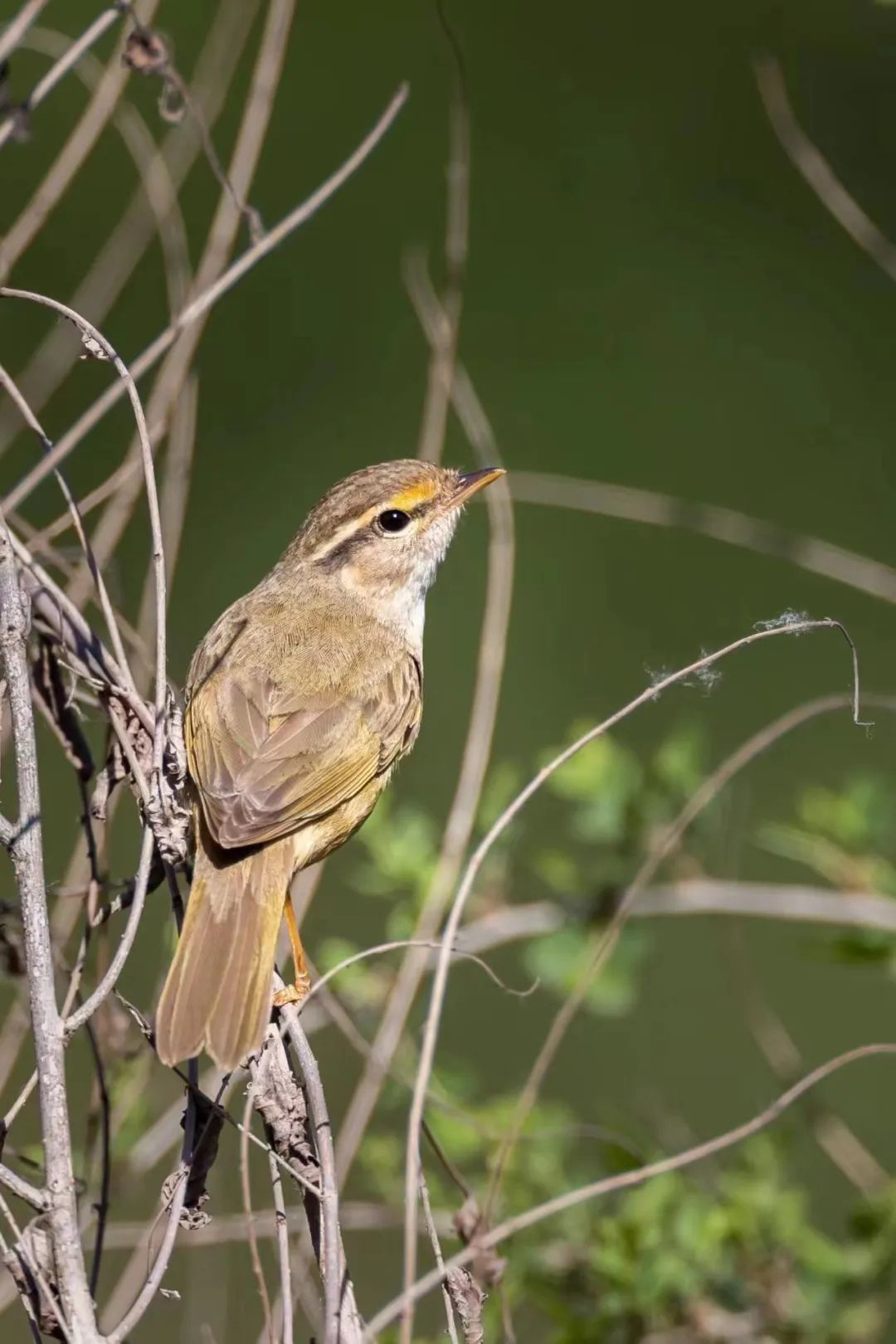 新发现7种鸟类!白洋淀野生鸟类增至286种