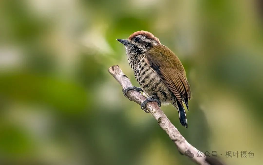 爱在圭塘河丨在圭塘河,发现我的新鸟种⑤