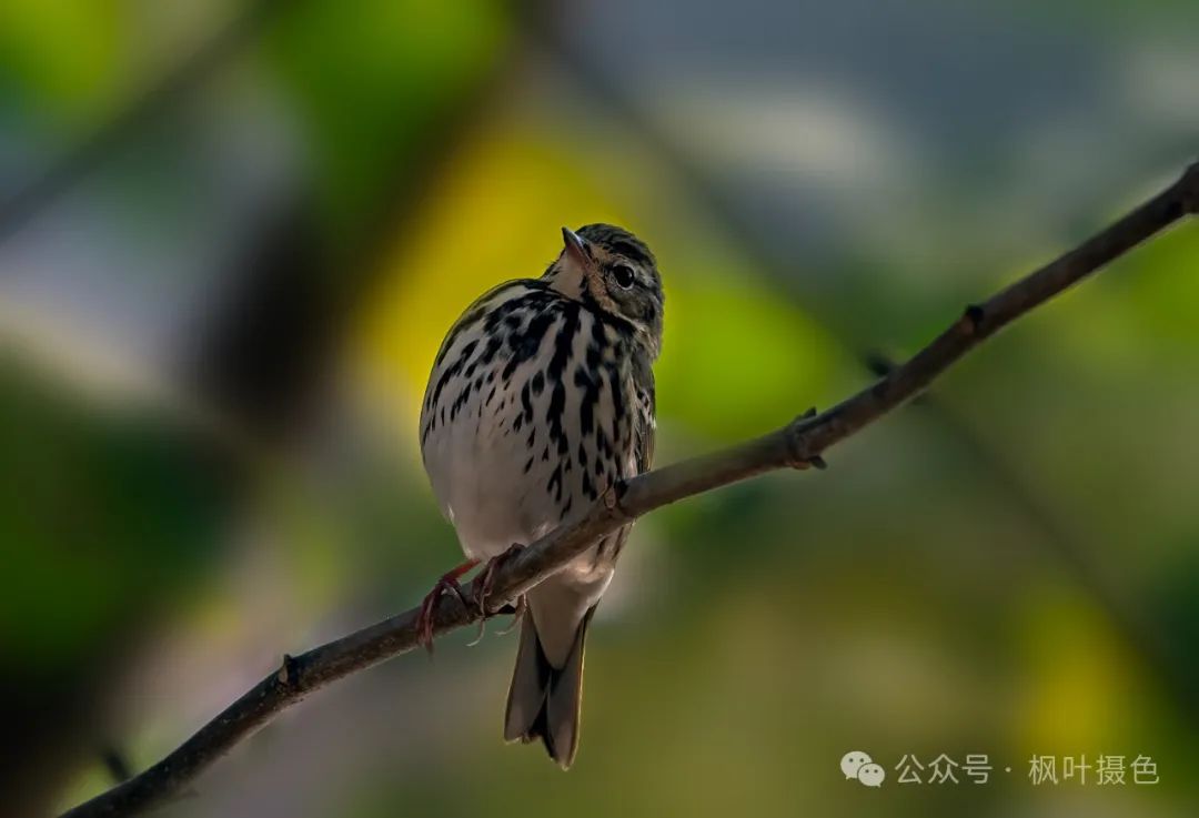 爱在圭塘河丨在圭塘河,发现我的新鸟种⑤