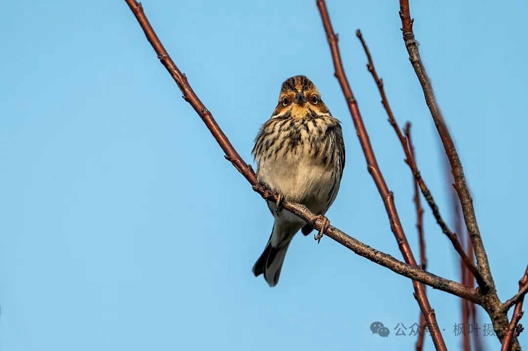 爱在圭塘河丨在圭塘河,发现我的新鸟种⑤