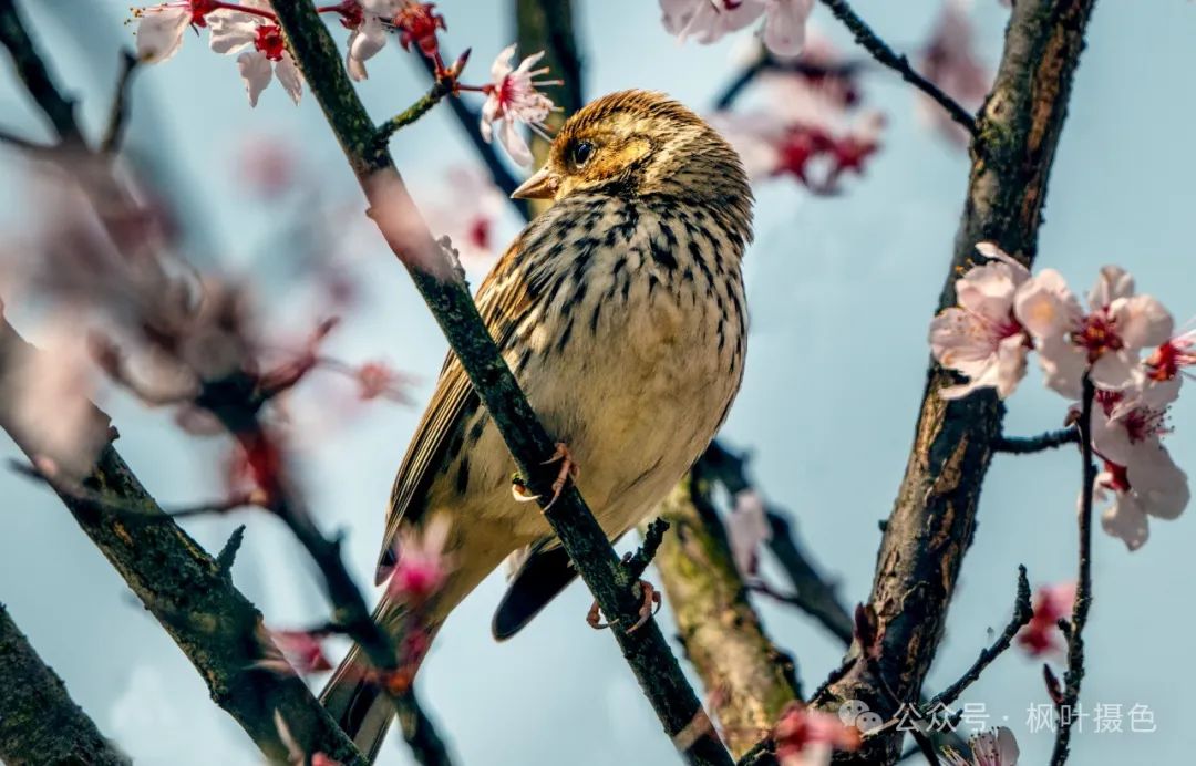 爱在圭塘河丨在圭塘河,发现我的新鸟种⑤