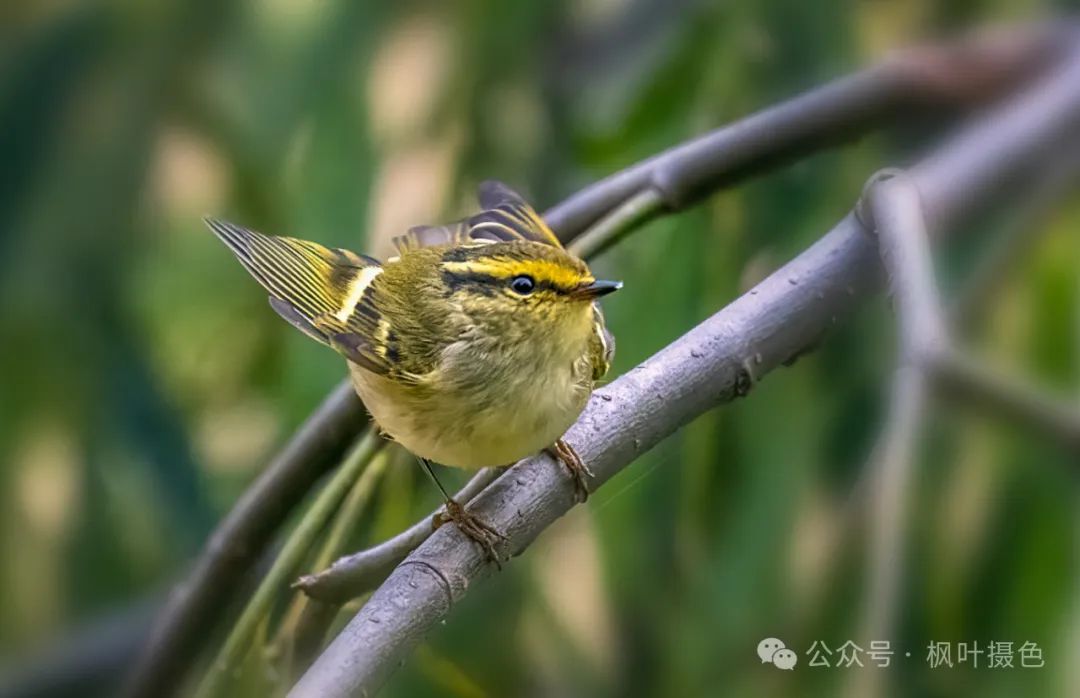 爱在圭塘河丨在圭塘河,发现我的新鸟种⑤