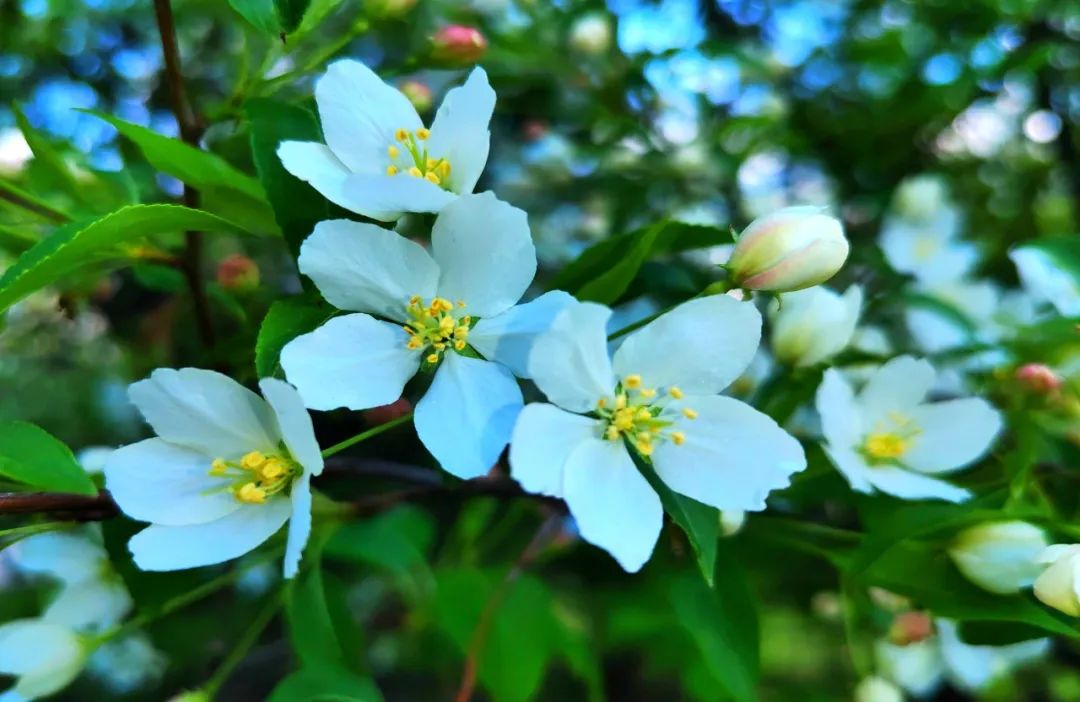 山丁子树开花图片