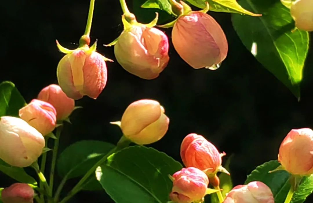 山荆子开花图片