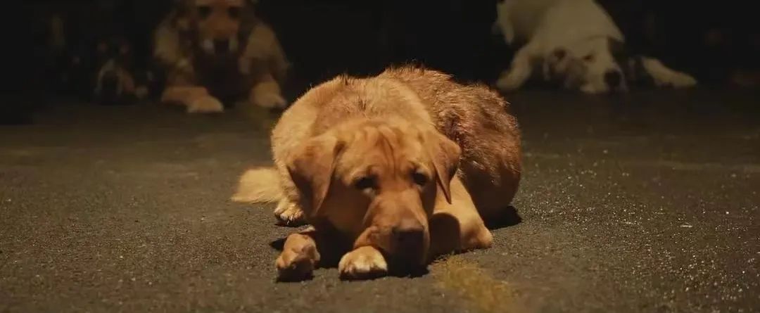 盘点获得戛纳"狗狗棕榈奖"的银幕小狗