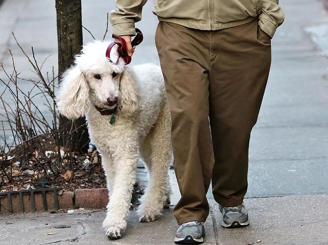 盘点获得戛纳"狗狗棕榈奖"的银幕小狗