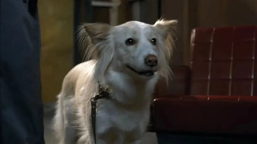 盘点获得戛纳"狗狗棕榈奖"的银幕小狗