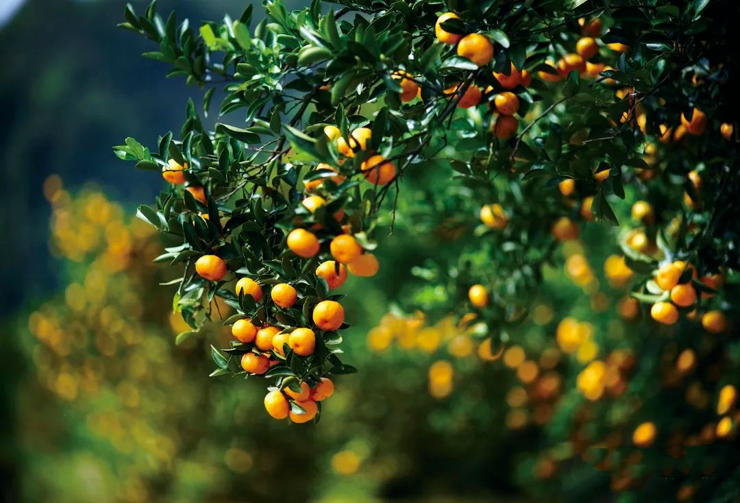 南丰蜜桔赣菜"十大名菜"之一,兴国"四星望月"绿色为本,精彩于形,是