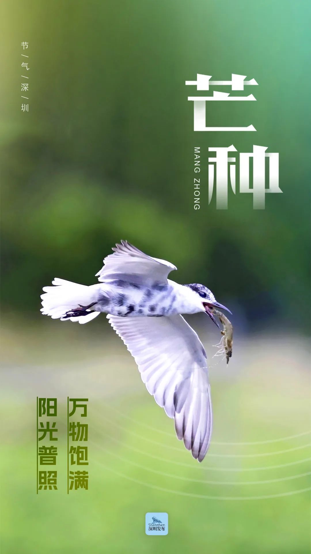 芒种 | 惊艳深圳:2024 "万物杯"选美写真集