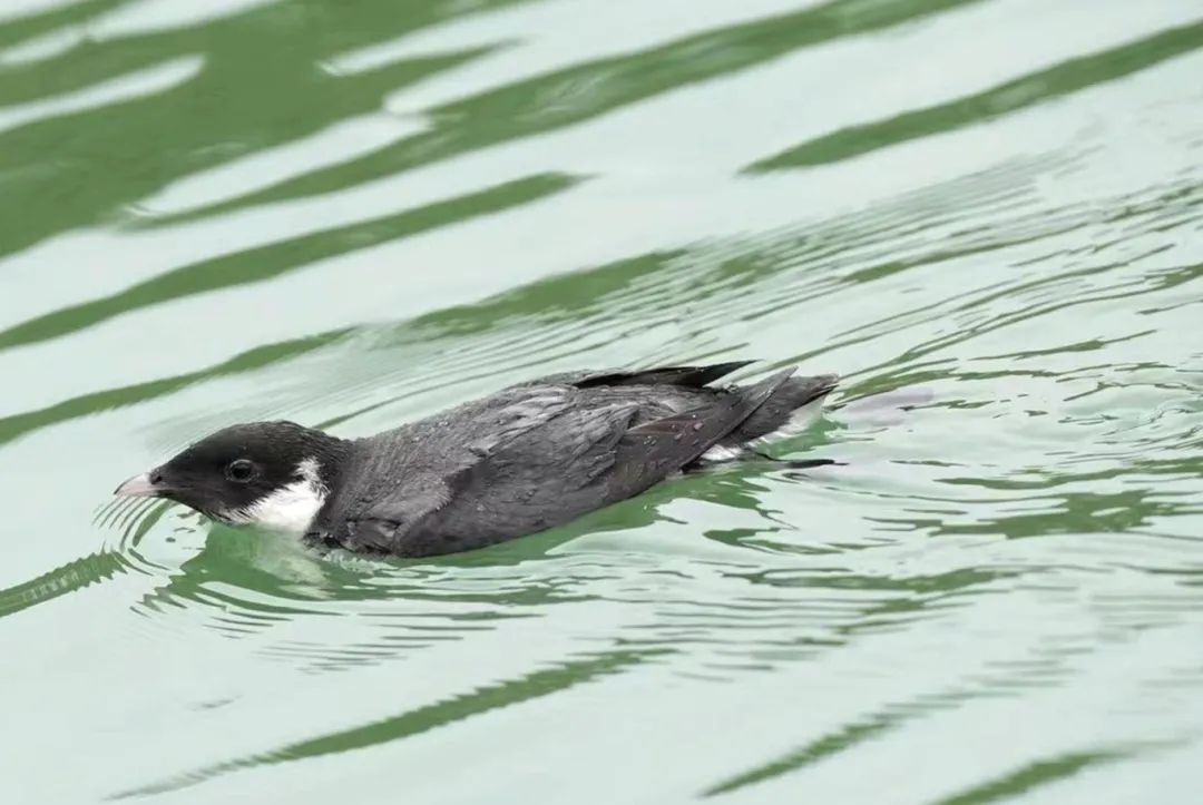 芒种 | 惊艳深圳:2024 "万物杯"选美写真集