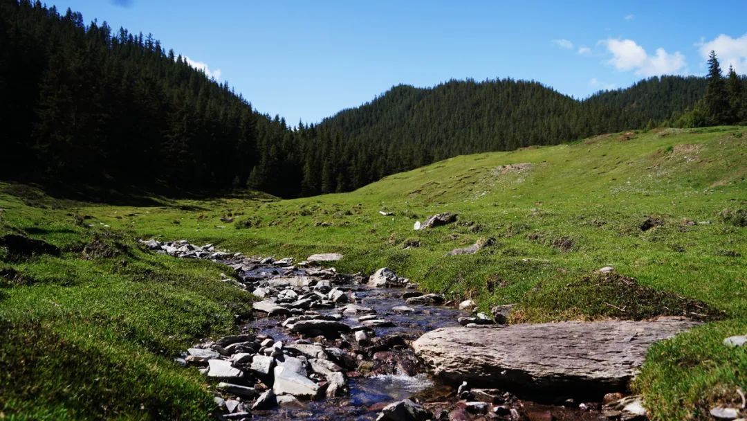 肃南:雨润康乐草原后的魅力