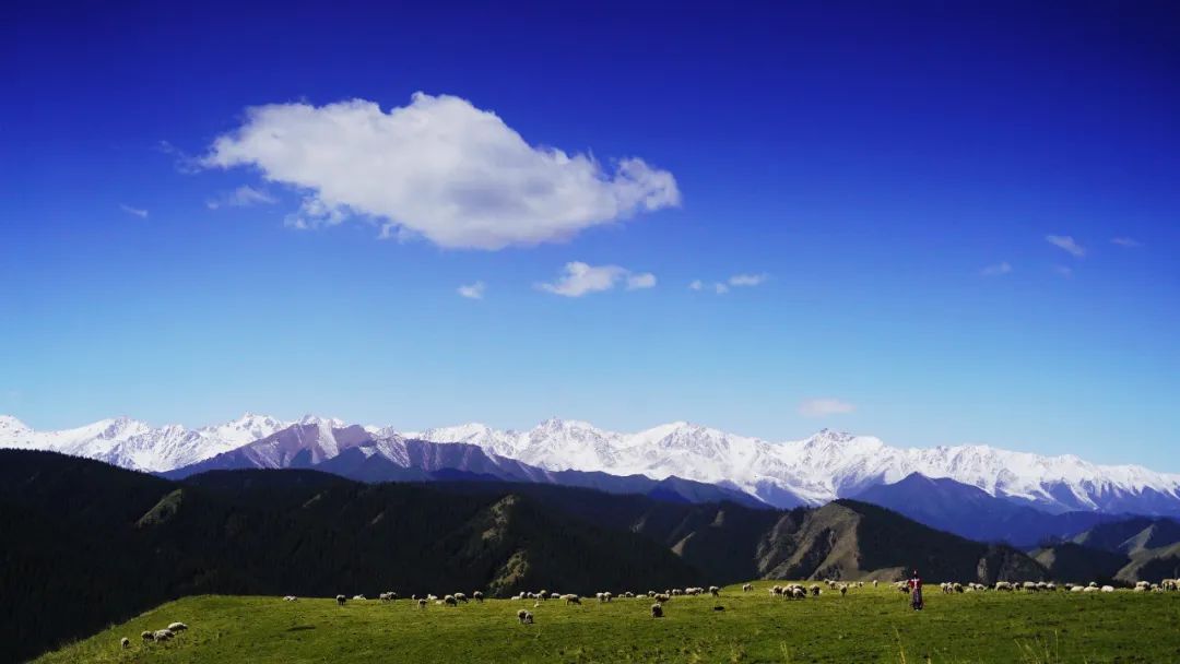 肃南:雨润康乐草原后的魅力