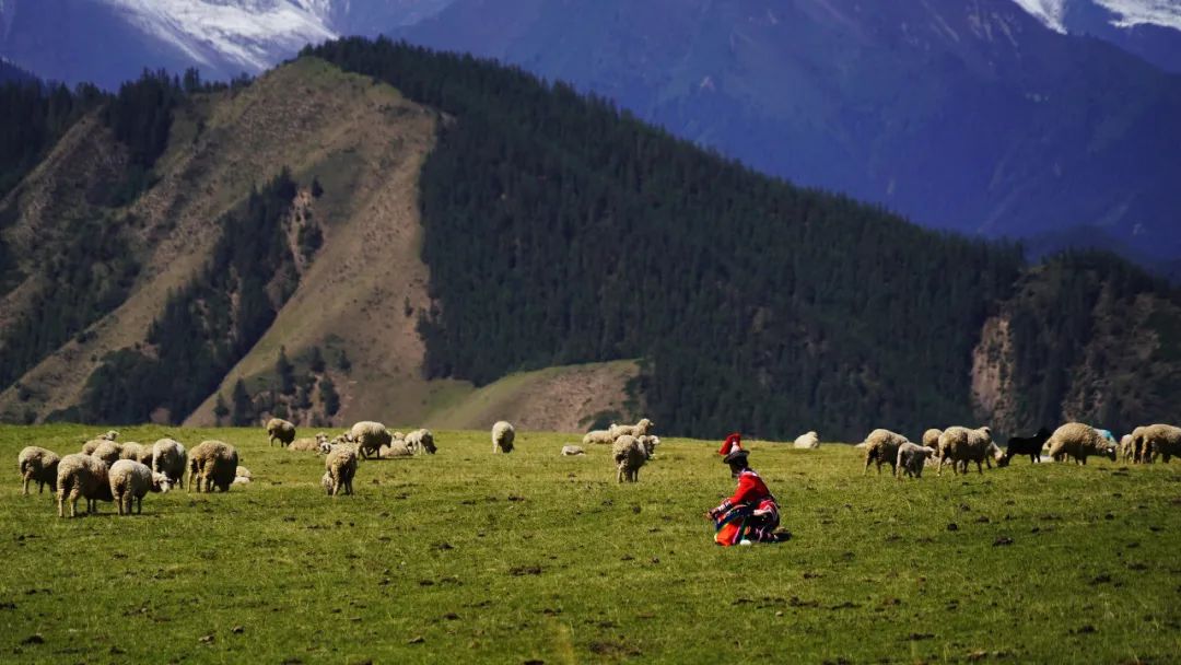 肃南:雨润康乐草原后的魅力