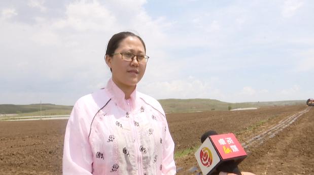 内蒙古农业大学燕麦创新团队副教授 米俊珍燕麦是卓资县的主导产业之
