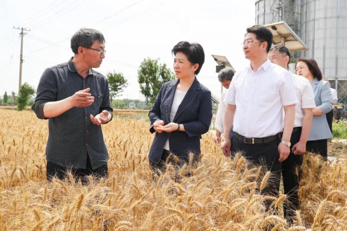 全力确保丰收到手颗粒归仓!万闻华调研"三夏"工作