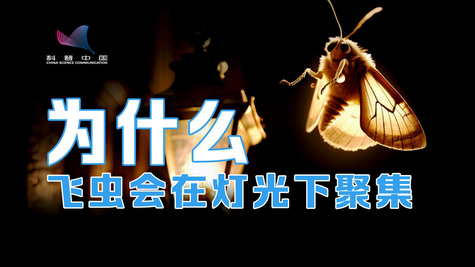 为什么飞虫会聚集在人造光下？答案令人意外