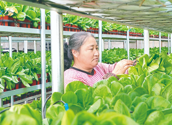 现代科技助力农业跑出"加速度" 抚宁区实施"科技兴农"战略富民增收