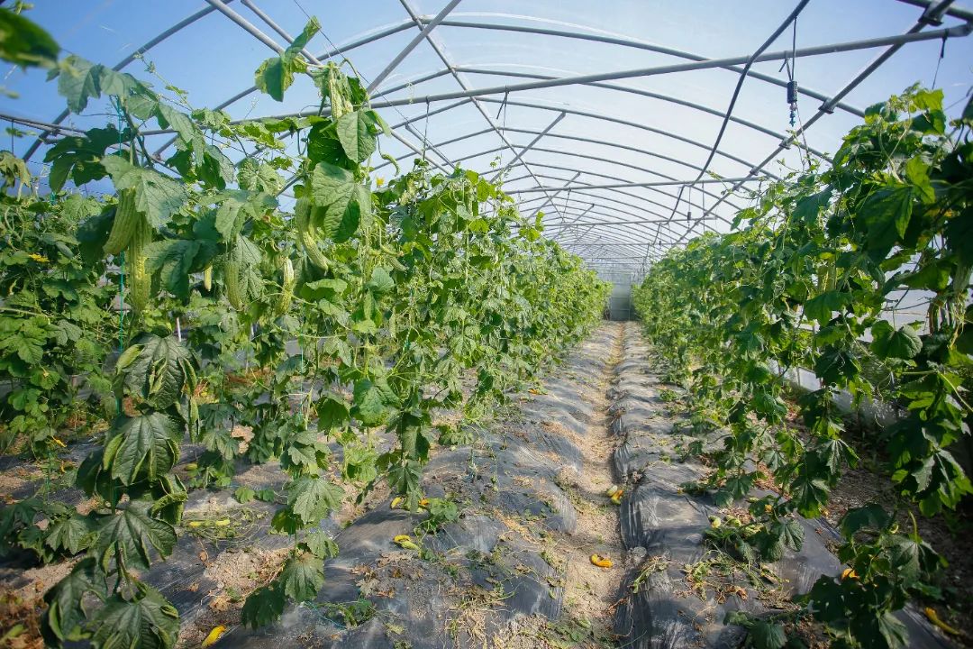 这个新品种与市面上的其他苦瓜相比,苦味更淡,产量更高,订单式的种植