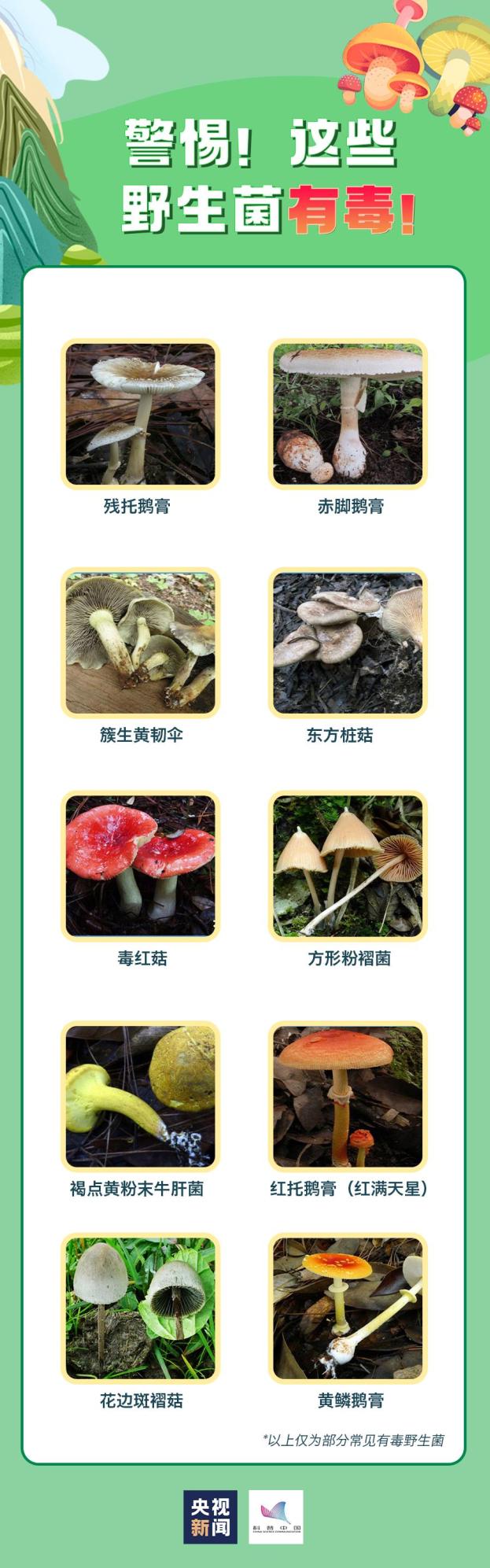 北方野生菌图片和名称图片