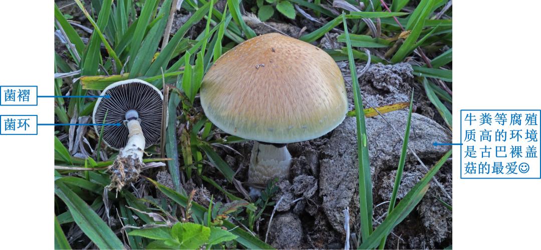 柳州野蘑菇刷屏朋友圈,好多人吃上瘾!但要看