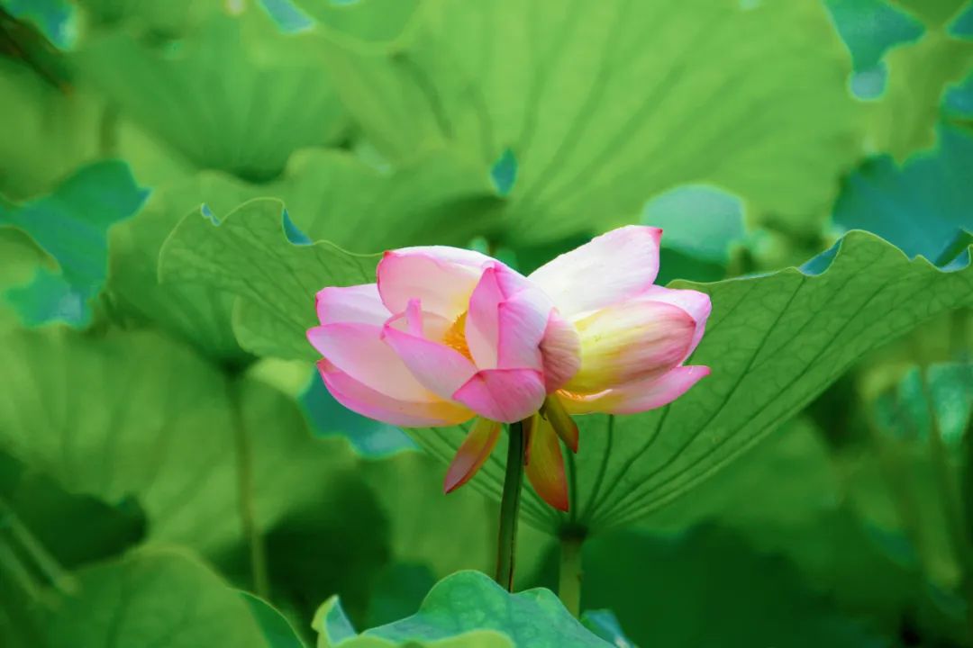 转发好运 佛山惊现罕见并蒂莲