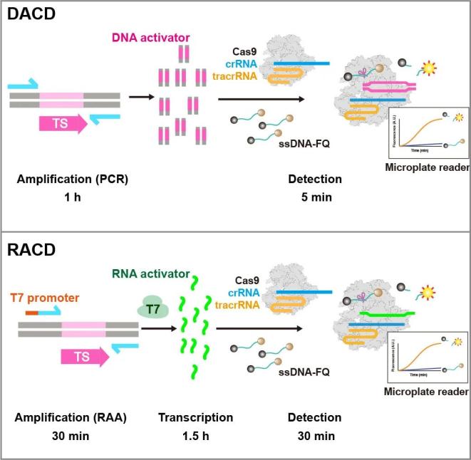 【科技前沿】厦门大学刘亮团队揭示crispr-cas9系统的新型核酸酶活性
