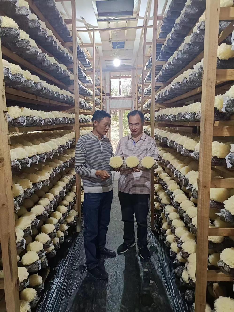 杜克清(右一)查看党支部领办合作社种植户银耳情况新华村位于古田县