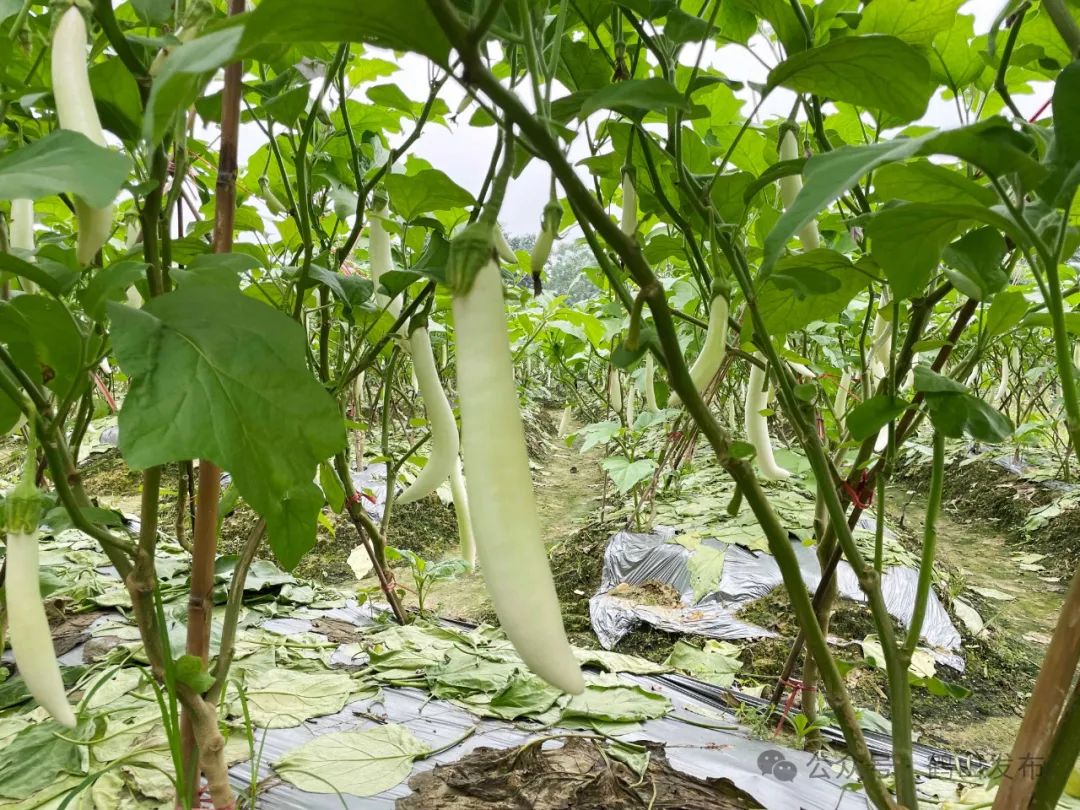 喜丰收!宅梧镇靖村农户种植白茄子有妙招
